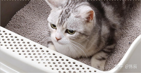 How to select cat litter Basin