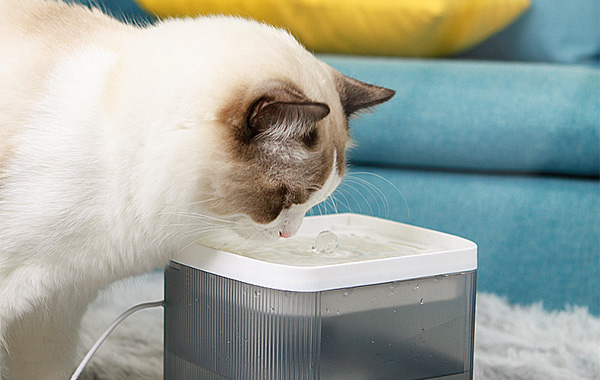 Smart Water Fountain